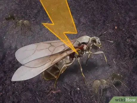 Imagen titulada Stop Ants From Coming Into Your Home Step 10