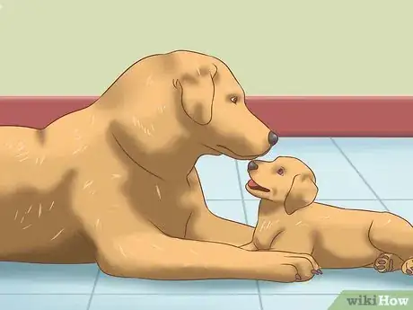 Imagen titulada Stop Dogs from Biting Step 1