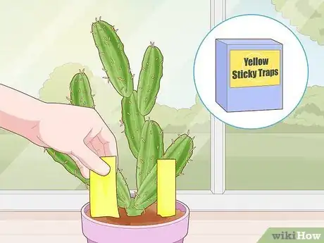 Imagen titulada Get Rid of Cactus Bugs Step 3