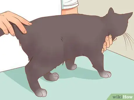 Imagen titulada Stop Your Cat from Begging Step 12