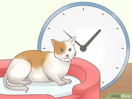 Imagen titulada Bathe a Cat Without Water Step 2