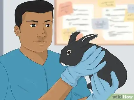 Imagen titulada Treat Diarrhea in Rabbits Step 2