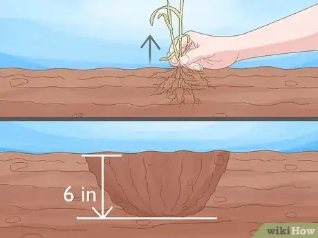 Imagen titulada Grow Monkey Grass from Seed Step 8