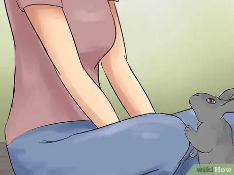 Imagen titulada Catch a Pet Rabbit Step 25