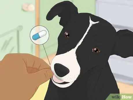 Imagen titulada Treat Fever in Dogs Step 10