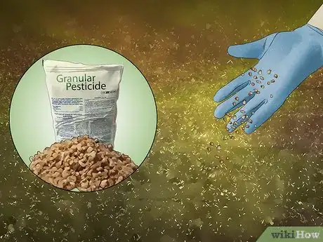 Imagen titulada Kill Ants Outside Step 3