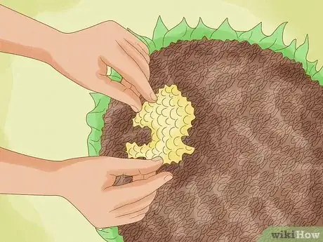 Imagen titulada Plant Sunflower Seeds Step 16