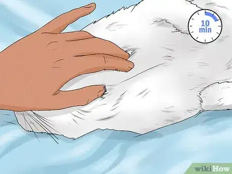 Imagen titulada Give Your Cat a Massage Step 3