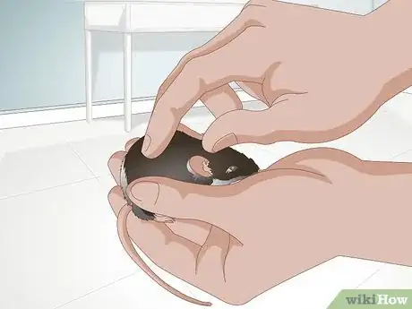 Imagen titulada Tame a Mouse Step 7