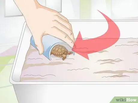 Imagen titulada Take Care of a Baby Tortoise Step 5