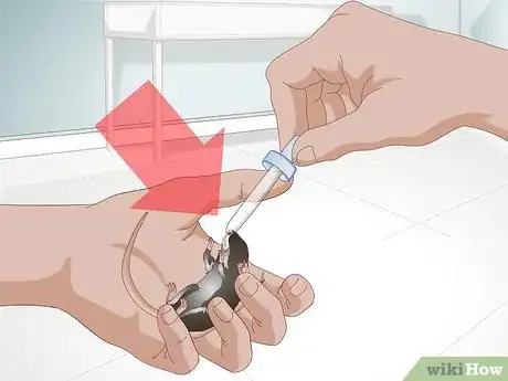 Imagen titulada Tame a Mouse Step 1
