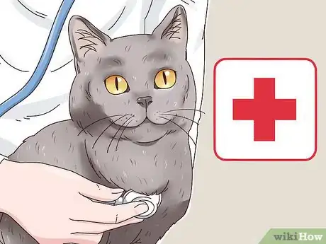 Imagen titulada Identify a British Shorthair Cat Step 7