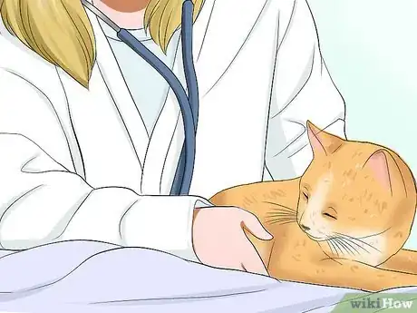 Imagen titulada Treat a Cat for Snakebite Step 6