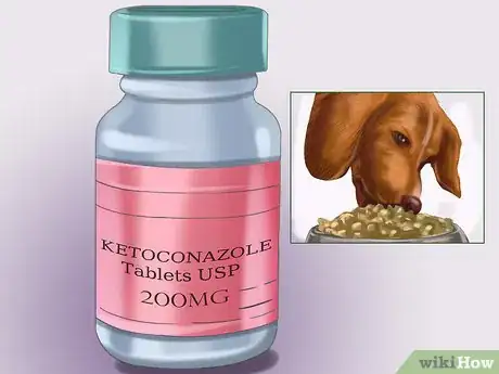 Imagen titulada Treat Aspergillosis in Dogs Step 5