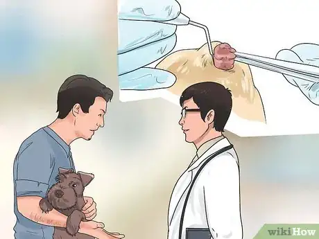 Imagen titulada Remove Warts on Dogs Step 4