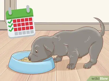 Imagen titulada Breed Cane Corso Step 19