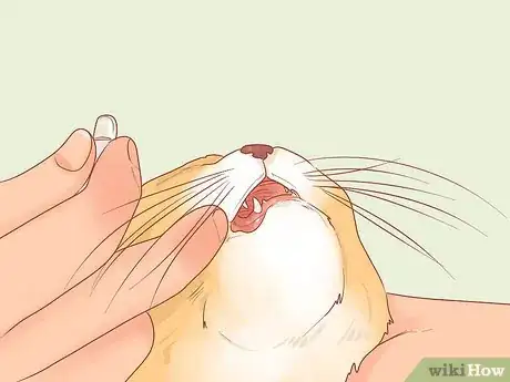 Imagen titulada Treat Hoarseness in Cats Step 10
