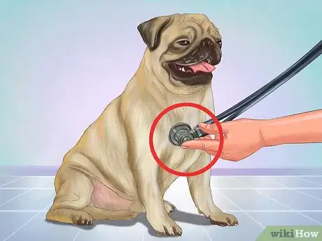 Imagen titulada Live with a Pug Dog Step 10