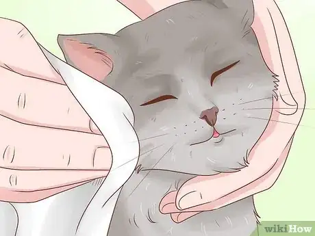Imagen titulada Bathe a Cat Without Water Step 5