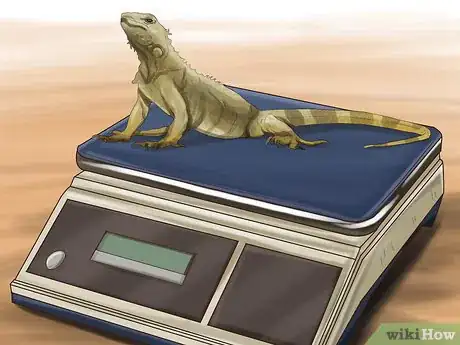 Imagen titulada Treat Reptiles for Vitamin A Deficiency Step 5