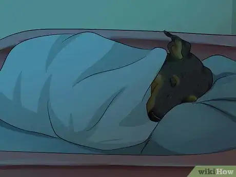 Imagen titulada Care for a Miniature Pinscher Step 18