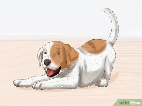 Imagen titulada Choose a Puppy to Keep from Your Litter Step 9