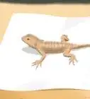cuidar huevos de lagarto