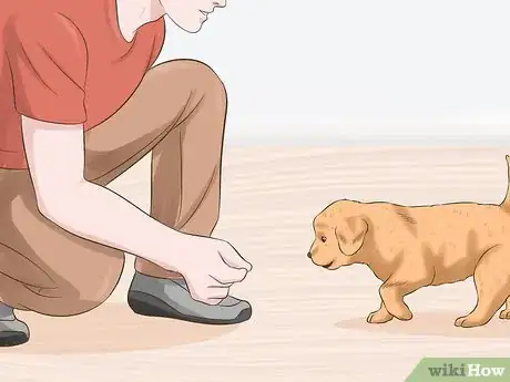 Imagen titulada Choose a Puppy to Keep from Your Litter Step 6