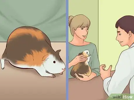 Imagen titulada Care for a Pregnant Guinea Pig Step 4