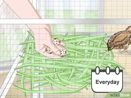 Imagen titulada Breed Quail Step 16