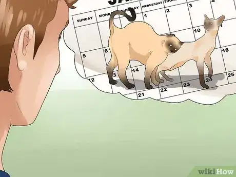 Imagen titulada Tell if Your Cat Is in Heat Step 11