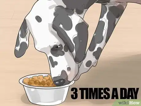 Imagen titulada Care for a Dalmatian Step 2