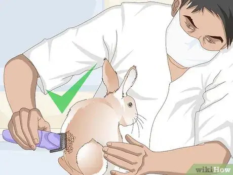 Imagen titulada Keep Your Rabbit's Fur Clean and Untangled Step 23