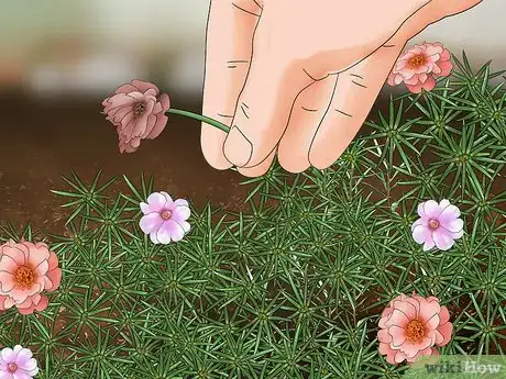 Imagen titulada Grow Moss Rose Step 21