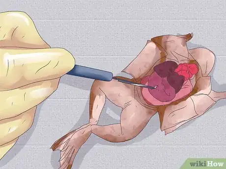 Imagen titulada Dissect a Frog Step 21