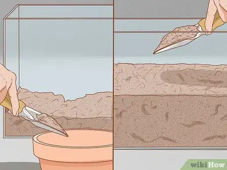 Imagen titulada Set Up a Natural Environment for Pet Snails Step 12