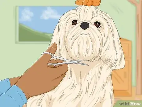 Imagen titulada Take Care of a Shih Tzu Step 2