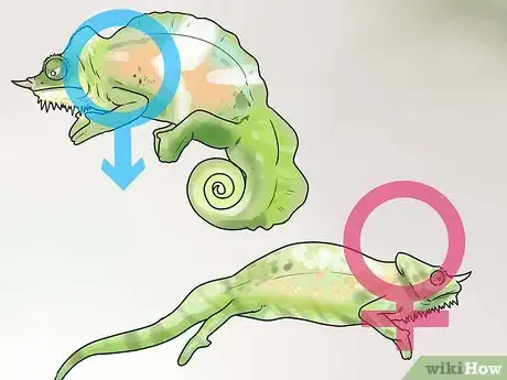 Imagen titulada Tell if a Chameleon Is Male or Female Step 11