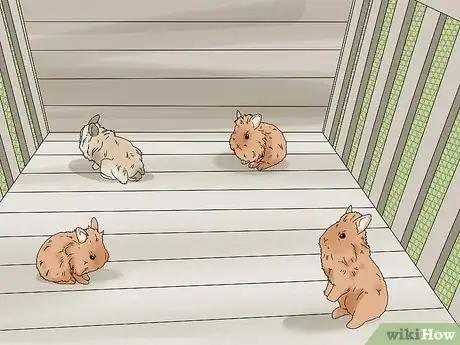Imagen titulada Care for Lionhead Rabbits Step 3