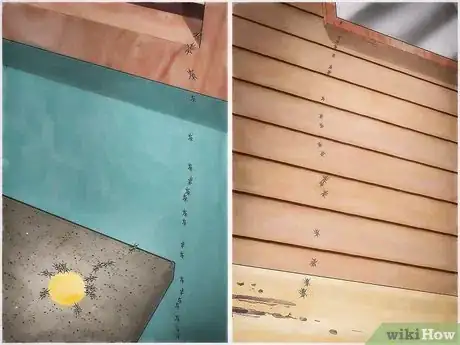 Imagen titulada Get Rid of Carpenter Ants Step 5