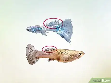 Imagen titulada Identify Male and Female Guppies Step 5