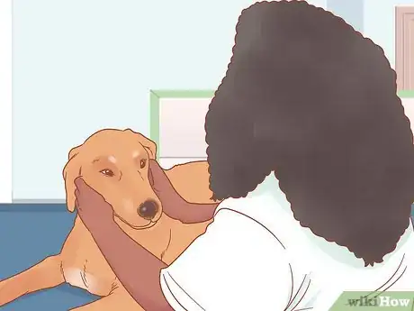 Imagen titulada Care for a Pregnant Dog Step 1