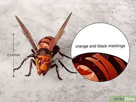 Imagen titulada Identify Wasps Step 8