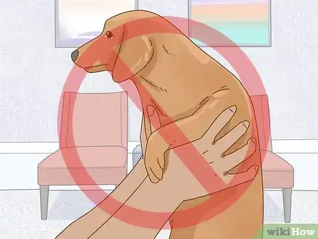Imagen titulada Hold a Dachshund Properly Step 7