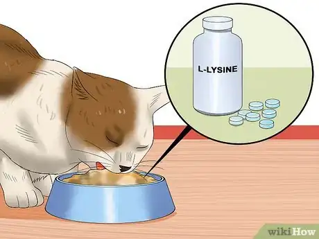 Imagen titulada Care for an FIV Infected Cat Step 8