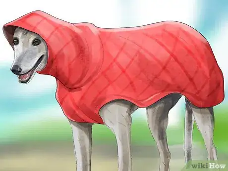 Imagen titulada Care for an Italian Greyhound Step 10