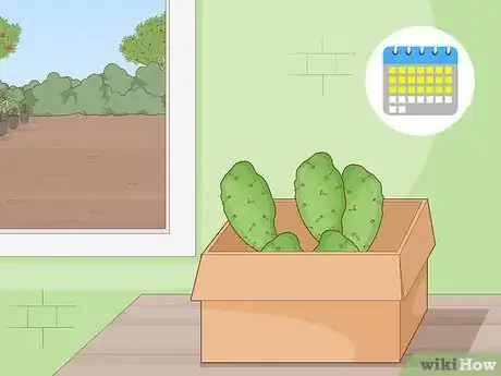 Imagen titulada Get Rid of Cactus Bugs Step 8