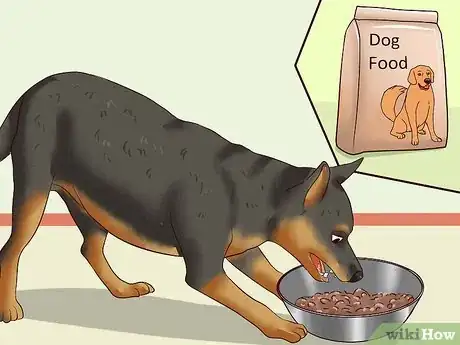 Imagen titulada Care for a Miniature Pinscher Step 15