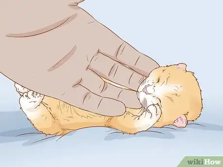 Imagen titulada Get a Kitten to Fall Asleep Step 10