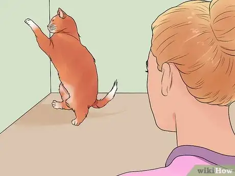 Imagen titulada Calm a Cat in Heat Step 1